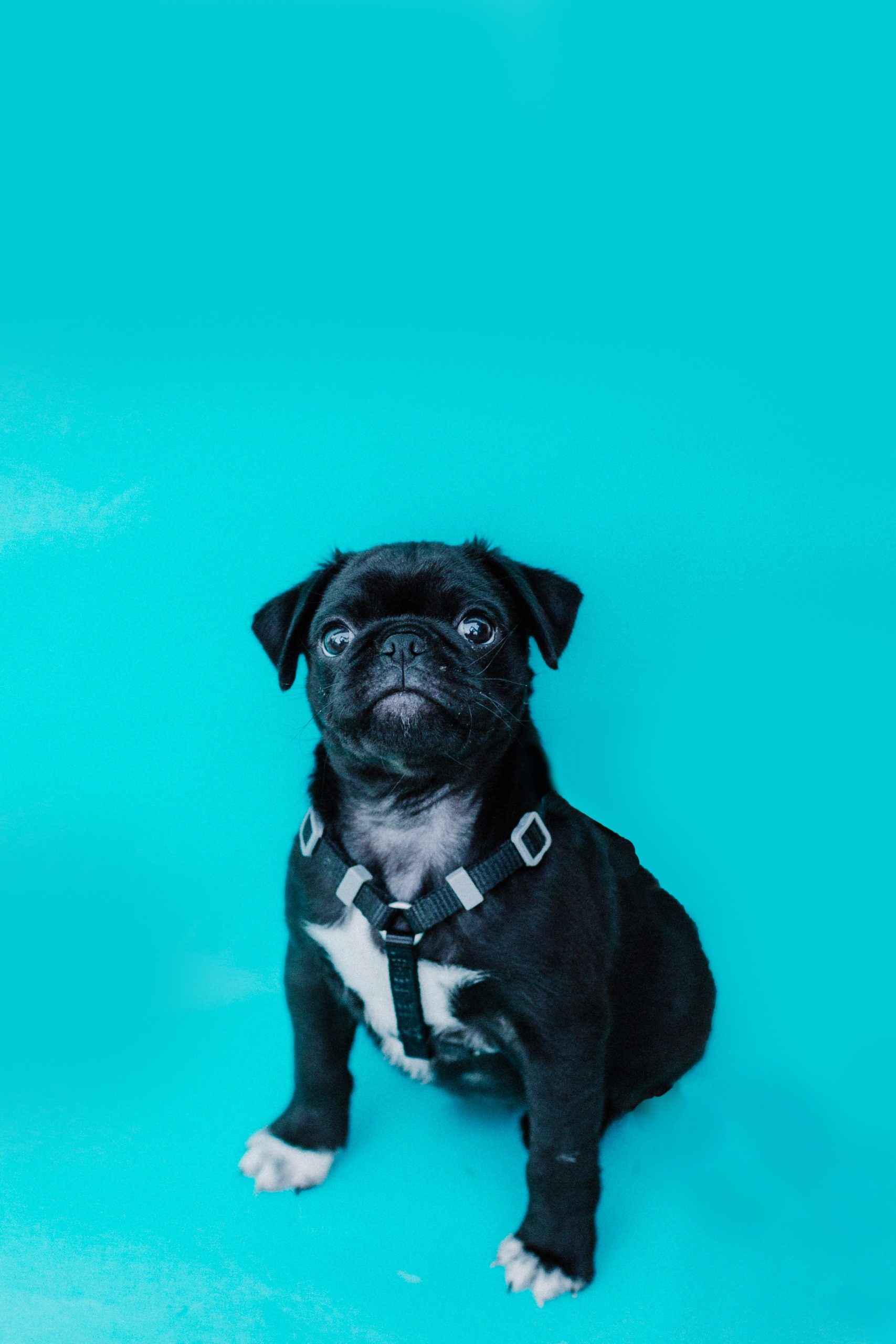 priscilla-du-preez-j7oMSz1kwmg-unsplash-scaled.jpg